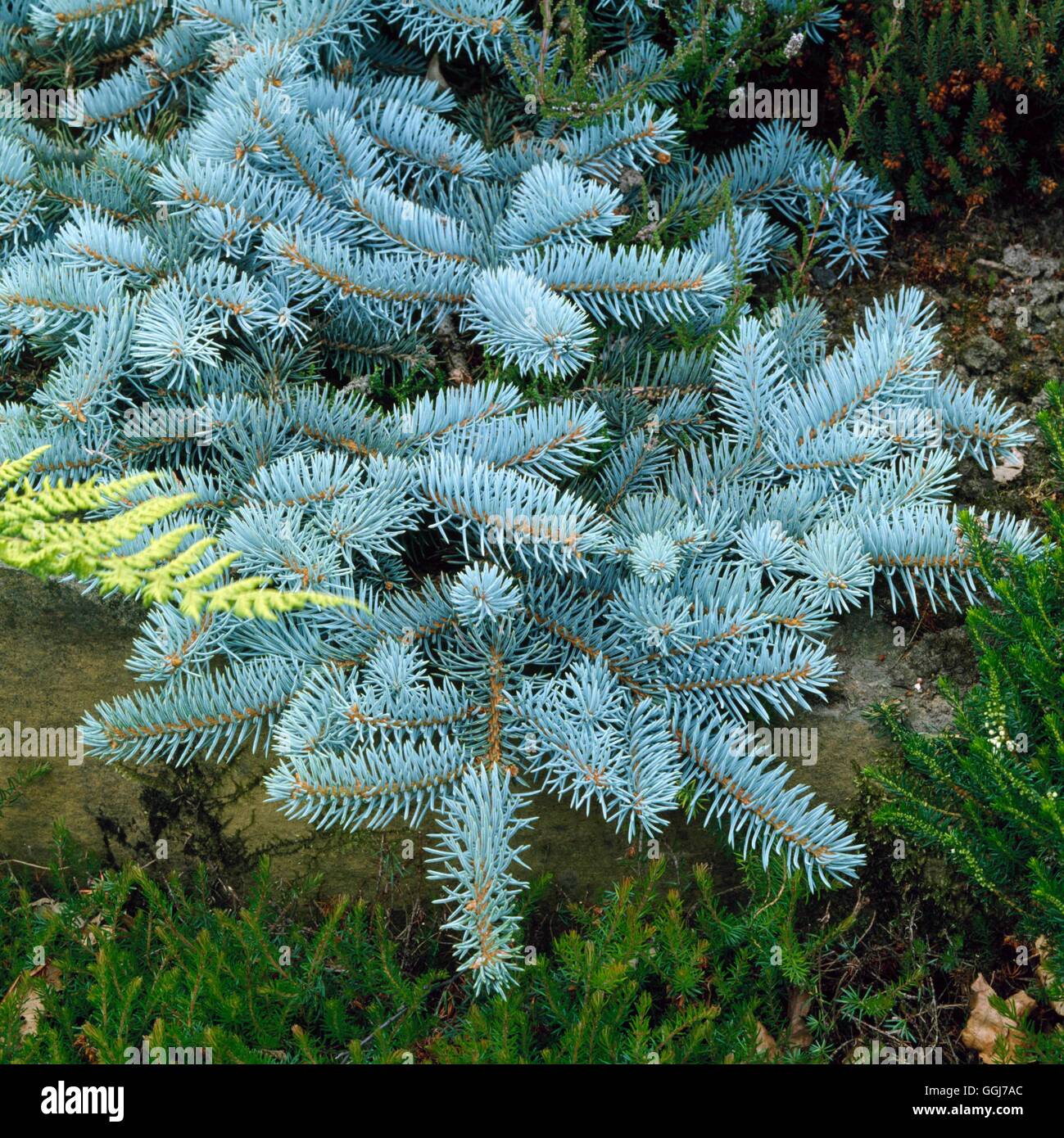 Picea pungens - `Procumbens' (Glauca group)   CON055790 Stock Photo